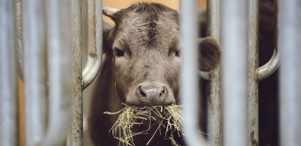 explotación ganadera